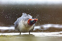 BUITEN BEELD Foto: 435951