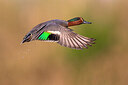 BUITEN BEELD Foto: 435957