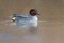 BUITEN BEELD Foto: 435962