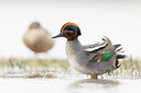 BUITEN BEELD Foto: 435965
