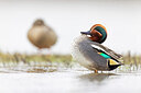 BUITEN BEELD Foto: 435966