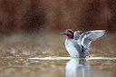BUITEN BEELD Foto: 435967