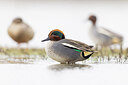 BUITEN BEELD Foto: 435968