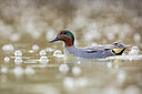 BUITEN BEELD Foto: 435969