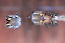 BUITEN BEELD Foto: 435971