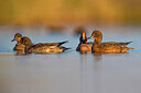 BUITEN BEELD Foto: 435972