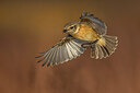 BUITEN BEELD Foto: 435973