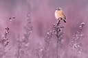 BUITEN BEELD Foto: 435974