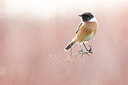 BUITEN BEELD Foto: 435976