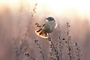 BUITEN BEELD Foto: 435979