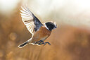 BUITEN BEELD Foto: 435983