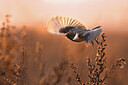 BUITEN BEELD Foto: 435987