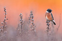 BUITEN BEELD Foto: 435988