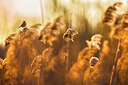 BUITEN BEELD Foto: 435991