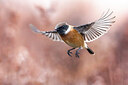 BUITEN BEELD Foto: 435992