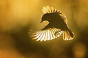 BUITEN BEELD Foto: 435993