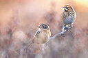 BUITEN BEELD Foto: 436002