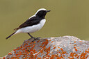 BUITEN BEELD Foto: 436003