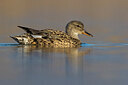 BUITEN BEELD Foto: 436005