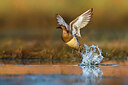 BUITEN BEELD Foto: 436007
