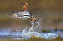 BUITEN BEELD Foto: 436008