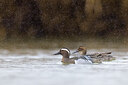 BUITEN BEELD Foto: 436009