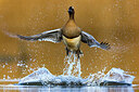 BUITEN BEELD Foto: 436013