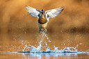 BUITEN BEELD Foto: 436017