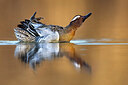 BUITEN BEELD Foto: 436018