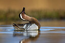 BUITEN BEELD Foto: 436019