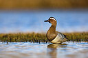 BUITEN BEELD Foto: 436020