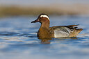 BUITEN BEELD Foto: 436021