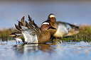 BUITEN BEELD Foto: 436022