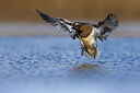BUITEN BEELD Foto: 436023