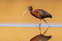 BUITEN BEELD Foto: 436024