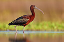 BUITEN BEELD Foto: 436025