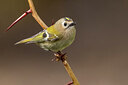 BUITEN BEELD Foto: 436029