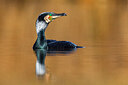 BUITEN BEELD Foto: 436032