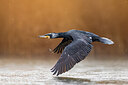 BUITEN BEELD Foto: 436033