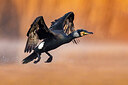 BUITEN BEELD Foto: 436034