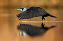 BUITEN BEELD Foto: 436035