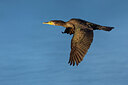 BUITEN BEELD Foto: 436036