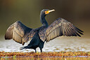 BUITEN BEELD Foto: 436038