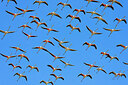 BUITEN BEELD Foto: 436040