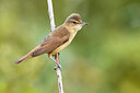 BUITEN BEELD Foto: 436044