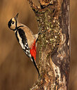 BUITEN BEELD Foto: 436050
