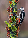 BUITEN BEELD Foto: 436052