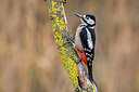 BUITEN BEELD Foto: 436053