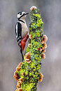 BUITEN BEELD Foto: 436055