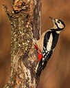 BUITEN BEELD Foto: 436056